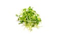Radish microgreen on a white background isolate. Selective focus. Royalty Free Stock Photo