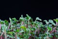 Radish microgreens birth on black background. Green micro plants raphanus sativus.