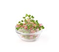 radish microgreens in a glass plate on a white background