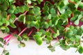 Radish microgreens. Sprouting Microgreens. Seed Germination at home. Vegan and healthy eating concept. Sprouted radish Seeds,