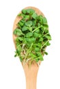 Radish microgreens in a wooden spoon. Young sprouts of radish. Healthy eating. Isolated over white background. Close-up. View from Royalty Free Stock Photo