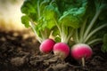 Radish plant growing in soil in garden. Agriculture concept. Generative AI Royalty Free Stock Photo