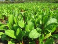 Radish Plant image.