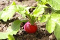 Radish plant in sandy soil, close up. Gardening background with Radish plants