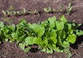 Radish plant in sandy soil, close up. Red radish growing in the Royalty Free Stock Photo