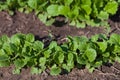 Radish plant in sandy soil, close up. Red radish growing in the Royalty Free Stock Photo