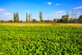 Radish plants with blurred tractor