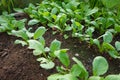 radish plants growing in the greenhouse, radish cultivation Royalty Free Stock Photo