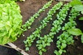 radish plants growing in rows cultivated in the greenhouse. radish cultivation Royalty Free Stock Photo