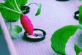 Radish plants grown in aquaponics system combining fish aquaculture with hydroponics, cultivating plants in water