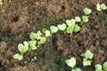 radish plants planted in fertile soil. radish cultivation growing in the vegetable garden Royalty Free Stock Photo