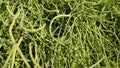 Radish pods on the plant, radish pods vegetable