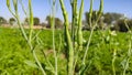 Radish pods on the plant, radish pods vegetable