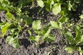 Radish Raphanus raphanistrum plant crops with green leaves in vegetable patch seedbed plantation soil