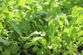 Radish or Raphanus sativus, cultivated radish, daikon, radish. Spring vegetable in the garden. Growing seedlings Royalty Free Stock Photo