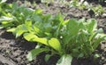 Radish or Raphanus sativus, cultivated radish, daikon, radish. Spring vegetable in the garden. Growing seedlings Royalty Free Stock Photo