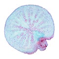 Radish root, Raphanus sativus plant, cross section under light microscope