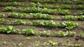 Radish seedling rows in spring. Royalty Free Stock Photo