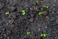 Radish seedling sprouts shoots growing out of dark compost soil in a real garden, in the early spring. Shows bright green leaves