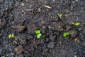 Radish seedling sprouts shoots growing out of dark compost soil in a real garden Royalty Free Stock Photo