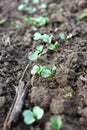 Radish seedlings