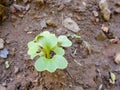 Radish seedlings in the ground, spring seedlings of radishes in the garden