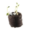 Radish seedlings isolated on white background Royalty Free Stock Photo
