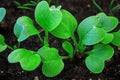 Radish Seedlings