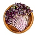 Radish seedlings with red leaves in wooden bowl