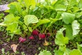 Radish seedlings in the vegetable garden. Organic healthy vegetarian food from your own garden. Planting vegetables in spring Royalty Free Stock Photo