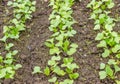 Radish seedlings in the vegetable garden. Organic healthy vegetarian food from your own garden. Planting vegetables in spring Royalty Free Stock Photo