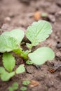 Radish in the spring garden Royalty Free Stock Photo