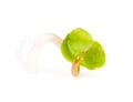 Radish sprout