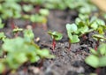 Radish sprout