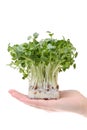 Radish sprout on the hand