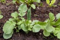 Radish sprout in vegetable garden