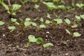 Radish sprout in vegetable garden