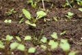 Radish sprout in vegetable garden