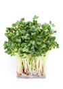 Radish sprout
