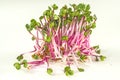 Radish sprouts Royalty Free Stock Photo