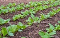 Radish sprouts on the garden bed in the spring. Growing organic vegetables. Fresh seedlings growing from the soil in a row. The Royalty Free Stock Photo