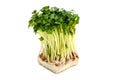 Radish sprouts-Raphanus sativus