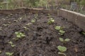 Radish sprouts sprang up in the ground. A bed of young radishes grows in the garden.