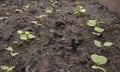 Radish sprouts sprang up in the ground. A bed of young radishes grows in the garden.