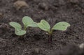 Radish sprouts sprang up in the ground. A bed of young radishes grows in the garden.