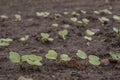 Radish sprouts sprang up in the ground. A bed of young radishes grows in the garden.