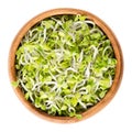 Radish sprouts in wooden bowl over white
