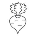 Radish thin line icon, fruits and vegetables, beetroot sign, vector graphics, a linear pattern on a white background.