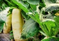 Radish turnip cabbage or kohlrabi growing in the vegetable garden