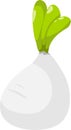 Radish vector